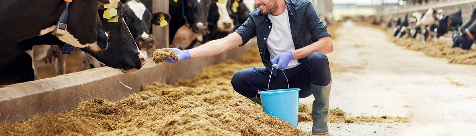 afrecho de cerveza alimento animales