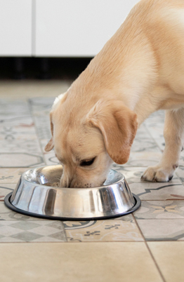 alimento mascotas